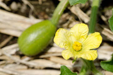 スイカの花