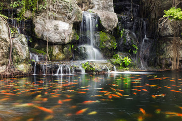 Koi fish in pond at the garden with a waterfall