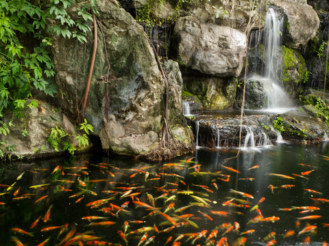 Koi fish in pond at the garden with a waterfall