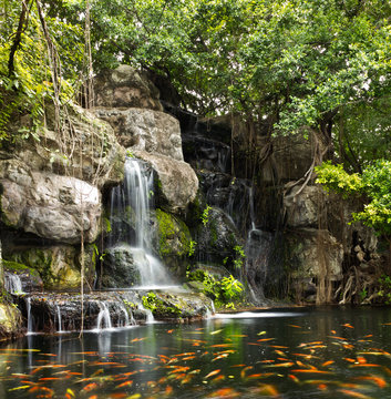 Koi fish in pond at the garden with a waterfall