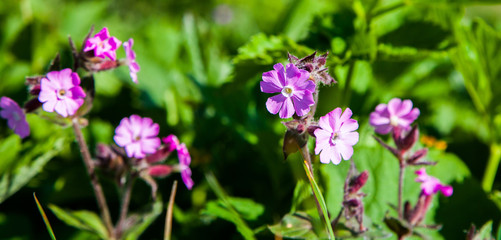 Alpine Wild Flowers