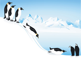 Obraz premium Pinguine beim rutschen
