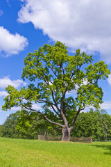 Fototapeta na wymiar old oak