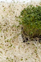 Fresh alfalfa sprouts and cress on white background