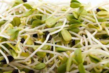 Fresh alfalfa sprouts isolated on white background