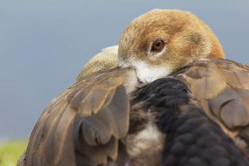 Nilgans blickt interessiert