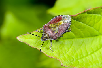 sloe bug, dolycoris baccarum