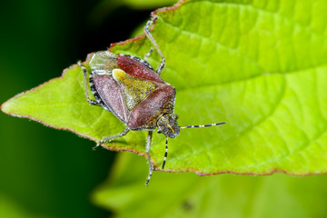 sloe bug, dolycoris baccarum