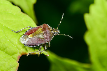 sloe bug, dolycoris baccarum