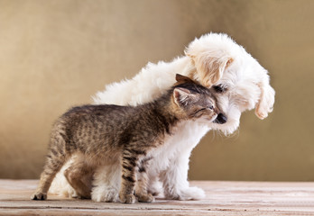 Friends - dog and cat together - obrazy, fototapety, plakaty