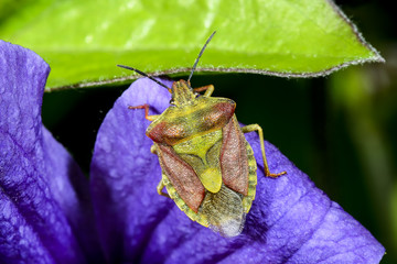 carpocoris purpureipennis