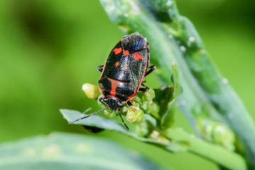 eurydema oleracea, rape bug