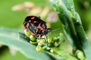 eurydema oleracea, rape bug