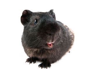 brown cavy on white background