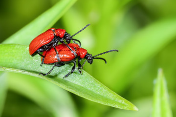 scarlet lily, lilioceris lilii