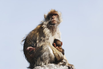Mother Ape With Baby Breastfeeding On Rock At Gibraltar