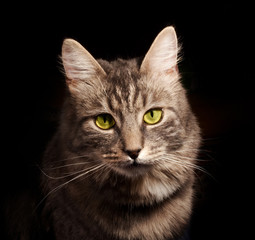 Obraz premium gray russian cat on black background