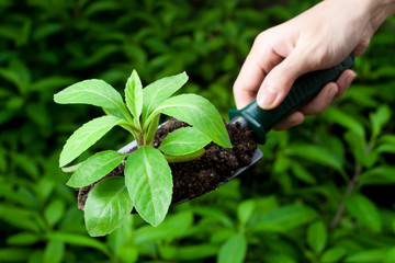 Herb Gardening