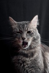 yawning grey beautifull  home cat