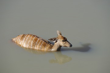 Crocodile captures Nyala sequence. Waiting to die