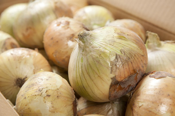 淡路島産の新タマネギ