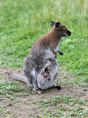 Bennettkänguru mit Jungtier