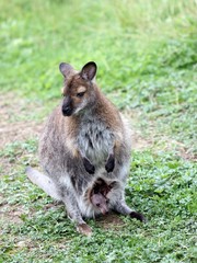 Bennettkänguru mit Jungtier