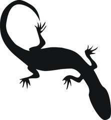 pictogramme salamandre