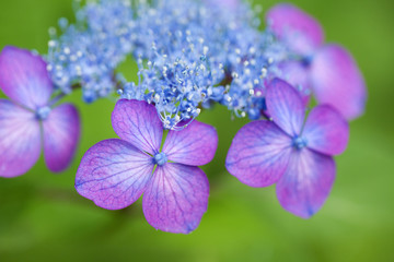 ガクアジサイ(羽衣の舞)