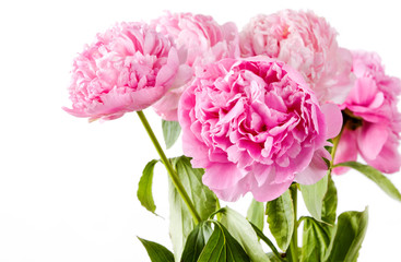 pink peony