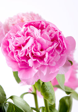 pink peony on a white background