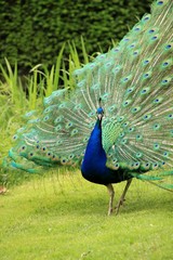 Pfau/Peacock