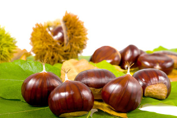 Chestnut