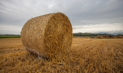 Wheat Bale