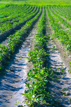 Грядки картофеля