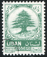 Cedar of Lebanon