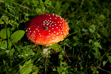 fly agaric, death cap
