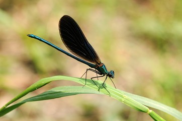 Calopteryx virgo