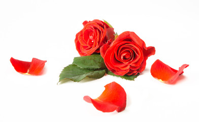 róże © FDNphotography