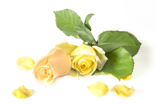 róże © zdjecia_aranzowane