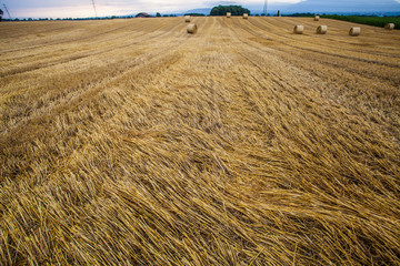 Wheat Bale