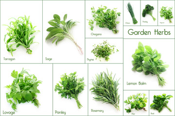 Set of Garden Herbs - obrazy, fototapety, plakaty