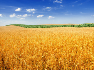 Wheat field against a blue sky