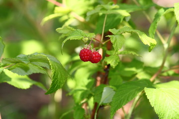 Ripe Raspberries