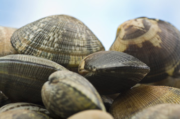 A group of Clams close up background