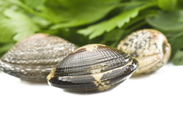 Clams and spices on the white background