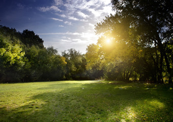 Obraz premium Clear rays of light shining through the forest in early morning