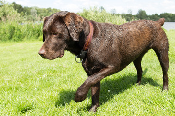 Brown labrador with one paw raised
