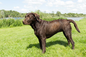 Wet brown labrador standing in a grass field