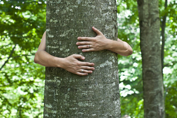 hug a tree